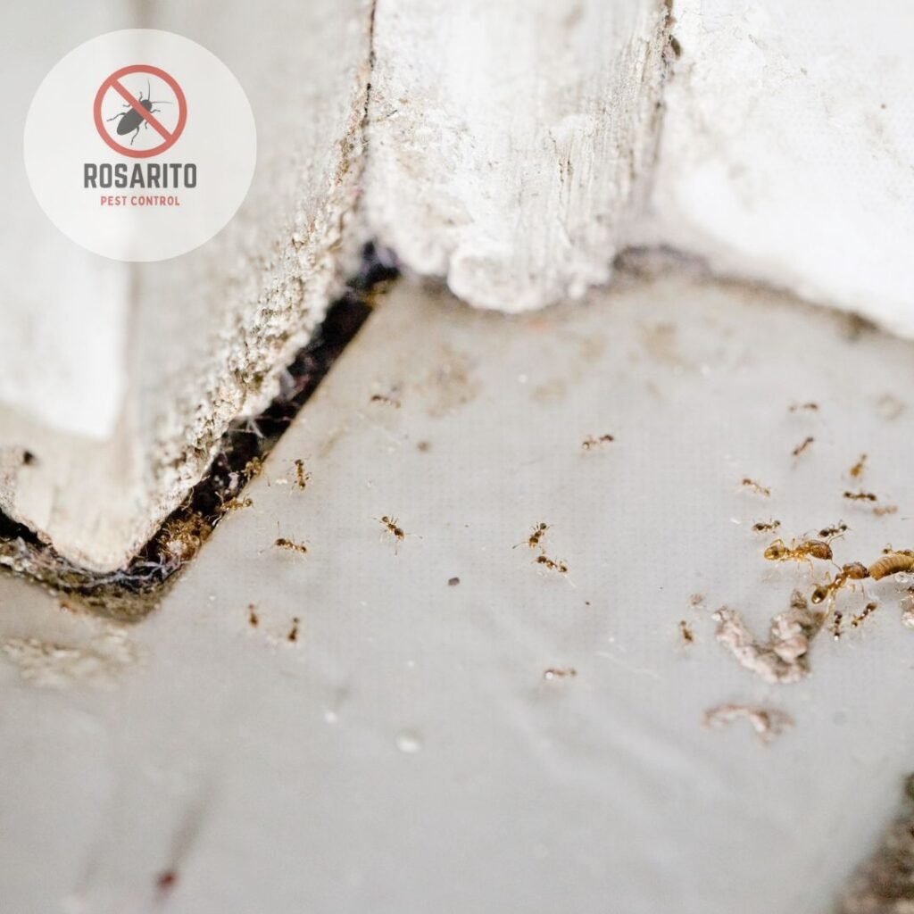 ant exterminator in Rosarito