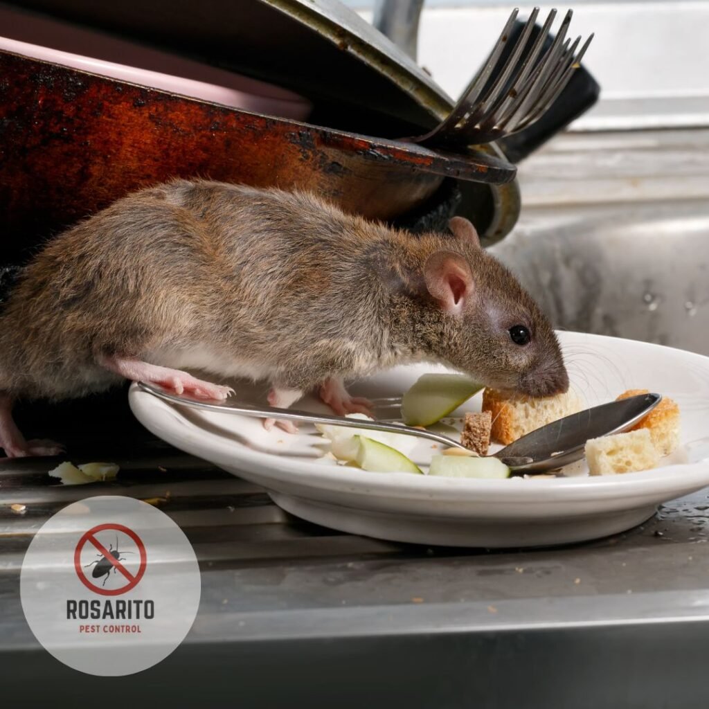 rat exterminator in Rosarito